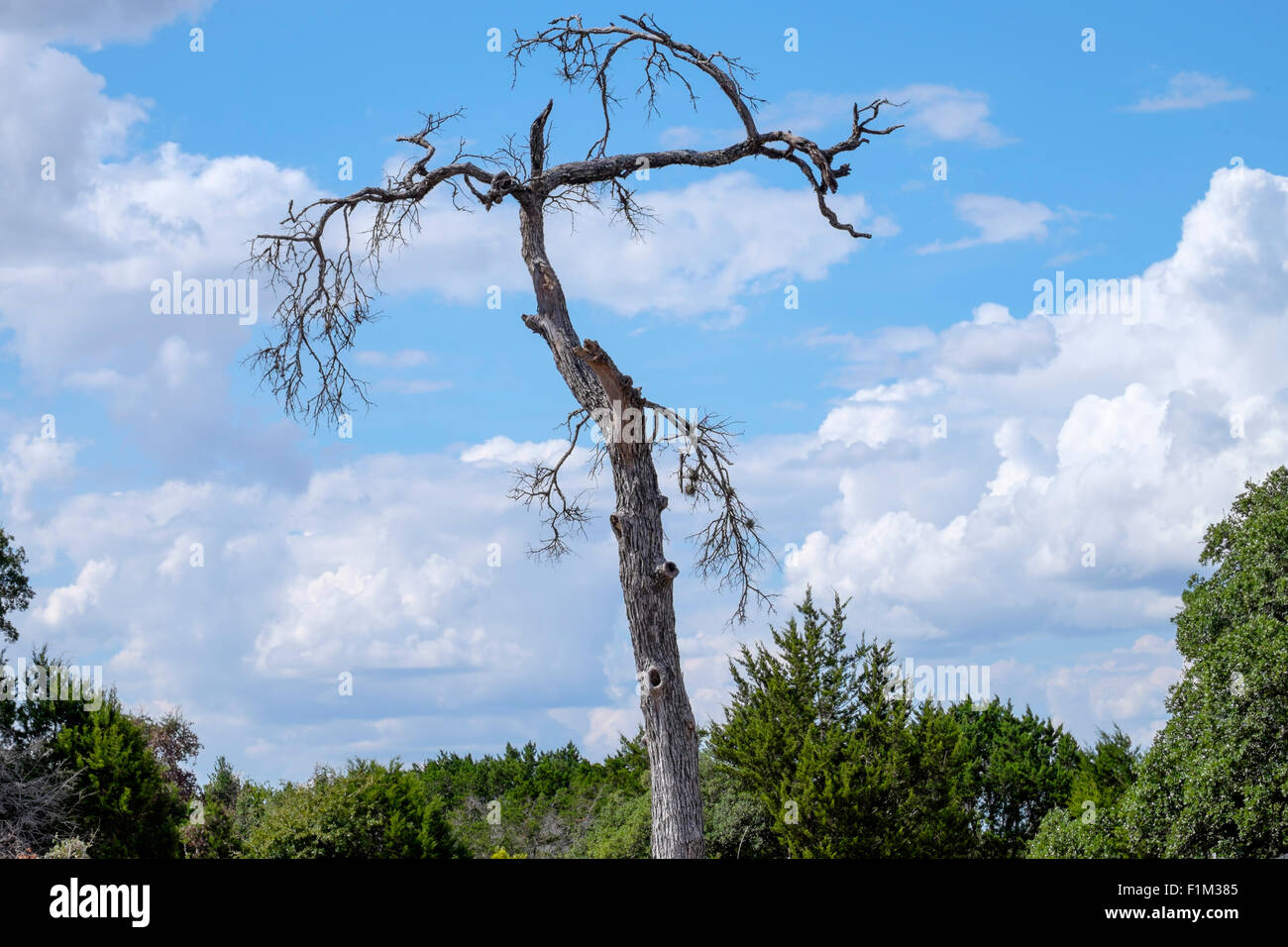 Arbre mort avec branches gnarly contre bleu ciel nuageux au Texas Banque D'Images