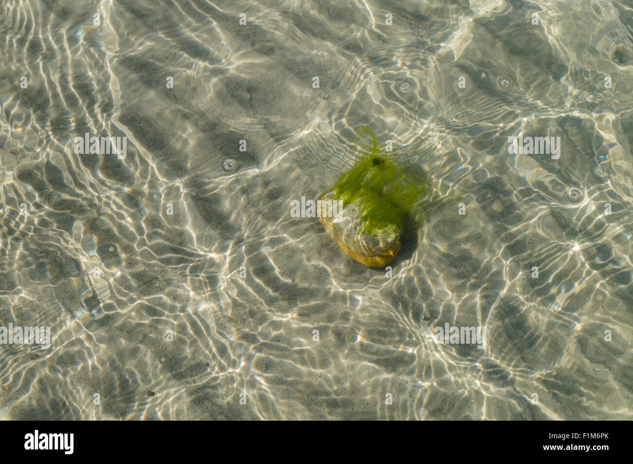 Pierre avec alga au fond de sable de mer, vue à travers l'eau transparente Banque D'Images