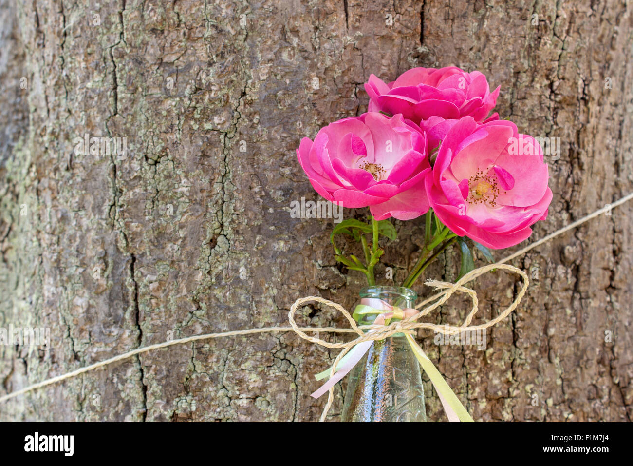 Trois pétales de rose dans une bouteille sur un arbre Banque D'Images