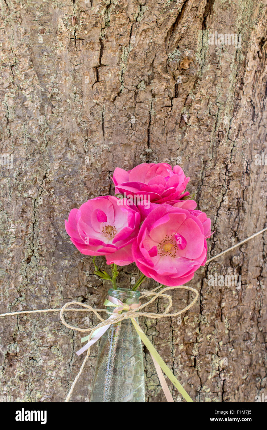 Trois pétales de rose dans une bouteille sur un arbre Banque D'Images