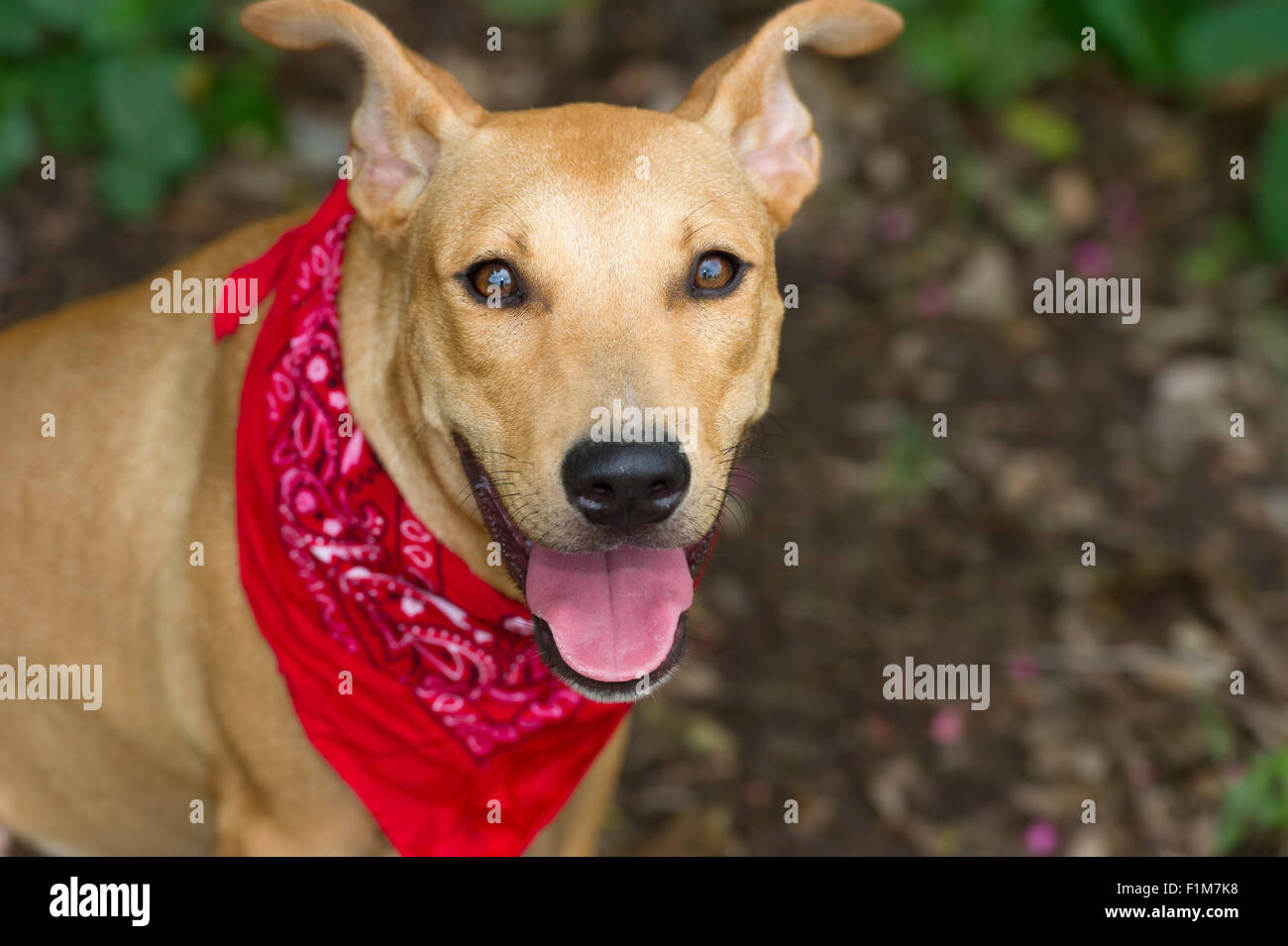Chien heureux libre est un gros chien heureux avec un fichu rouge et sa bouche ouverte sourire à la caméra. Banque D'Images