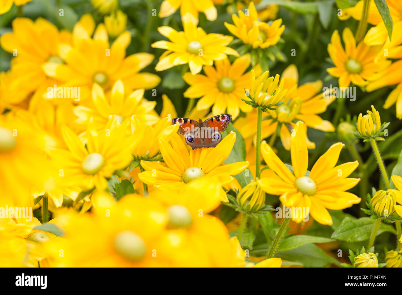 Papillon Paon européenne elle-même au soleil sur une fleur jaune Banque D'Images
