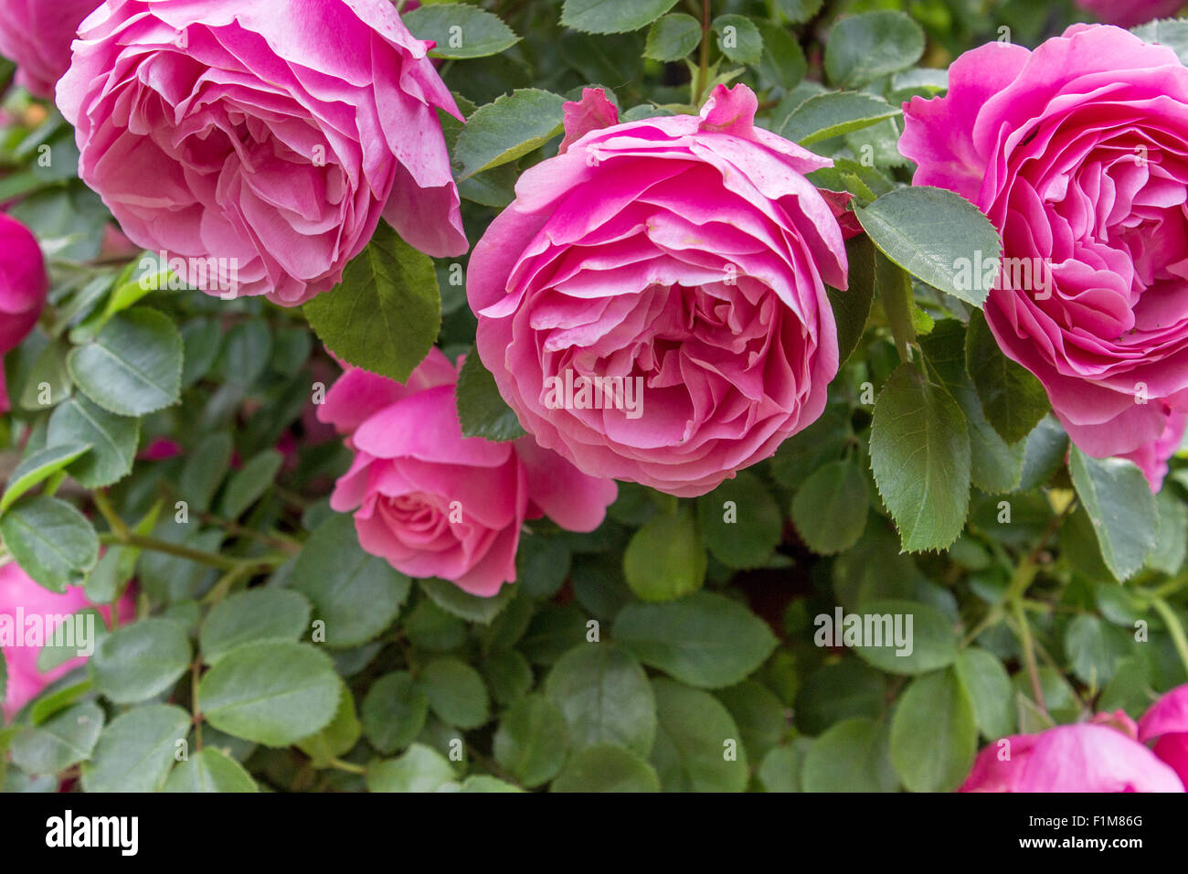 Jardin fleuri avec des roses rose Banque D'Images