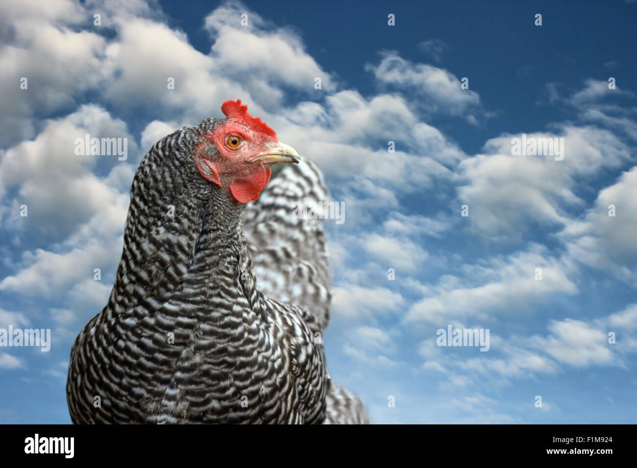 Portrait de poule à rayures sur fond de ciel bleu Banque D'Images