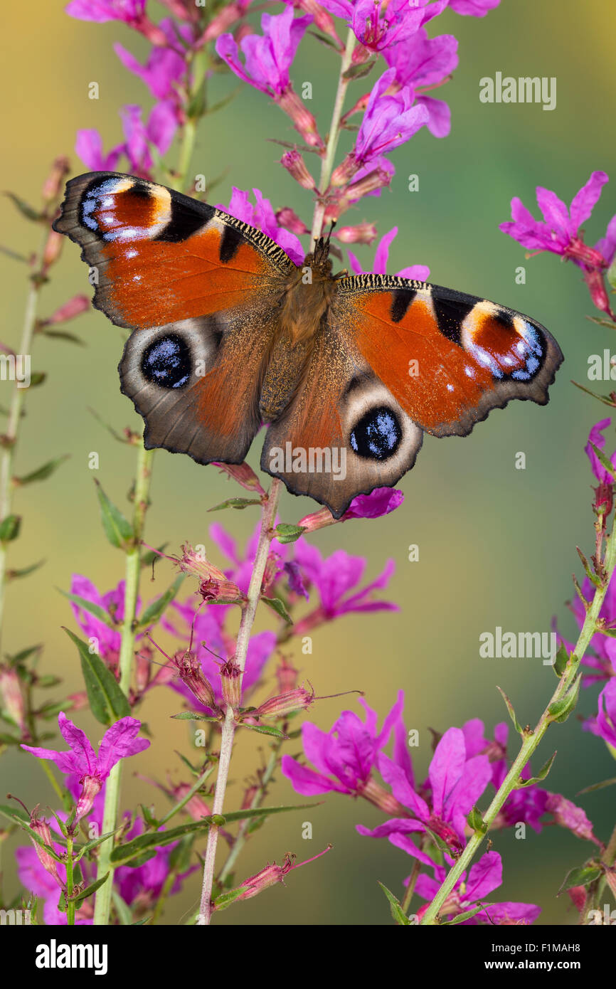 Peacock moth, Peacock, visitant une fleur, Blütenbesuch Nektarsuche Tagpfauenauge,,, Tag-Pfauenauge, Inachis io, Nymphalis io Banque D'Images