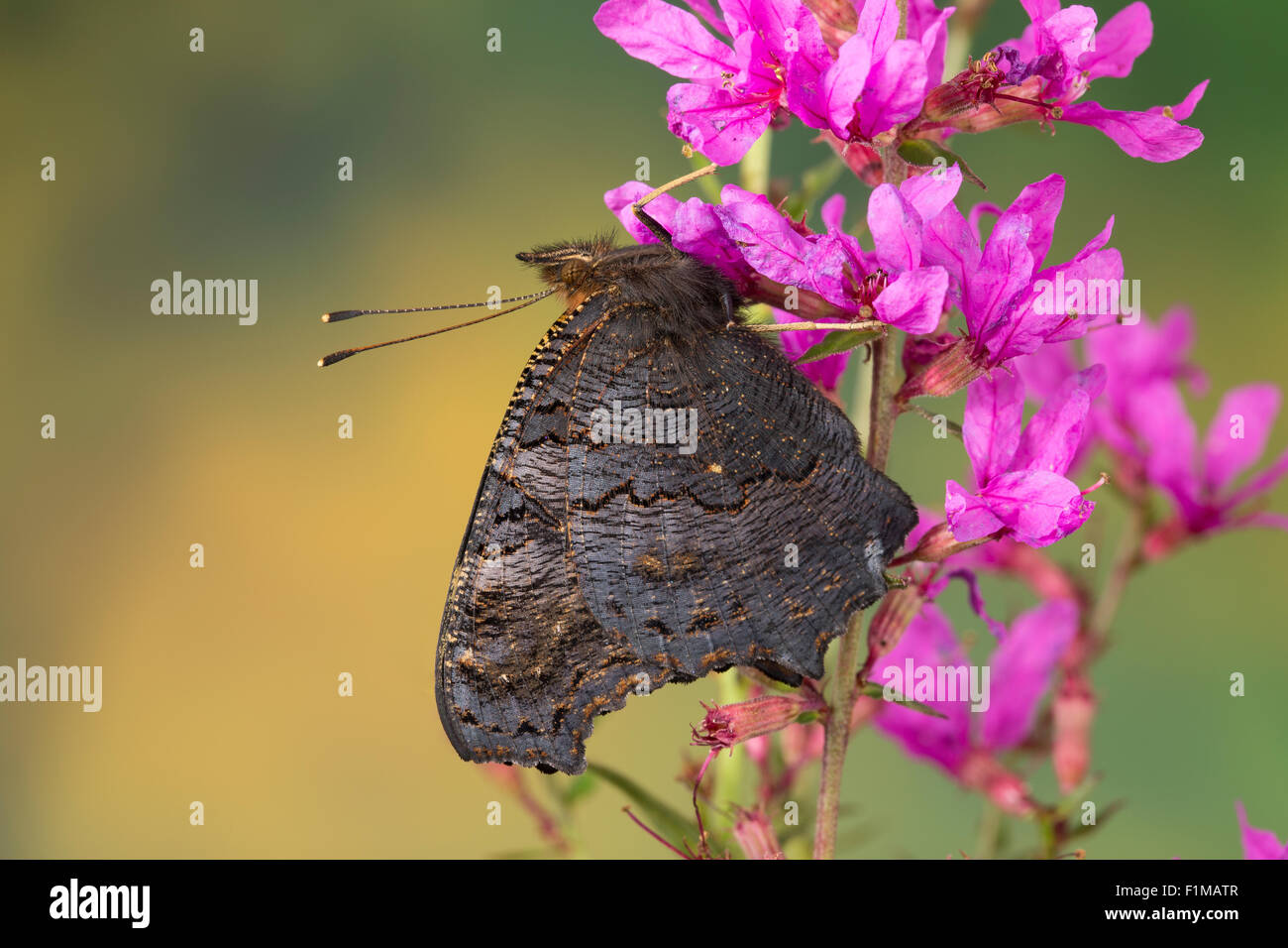 Peacock moth, Peacock, visitant une fleur, Blütenbesuch Nektarsuche Tagpfauenauge,,, Tag-Pfauenauge, Inachis io, Nymphalis io Banque D'Images