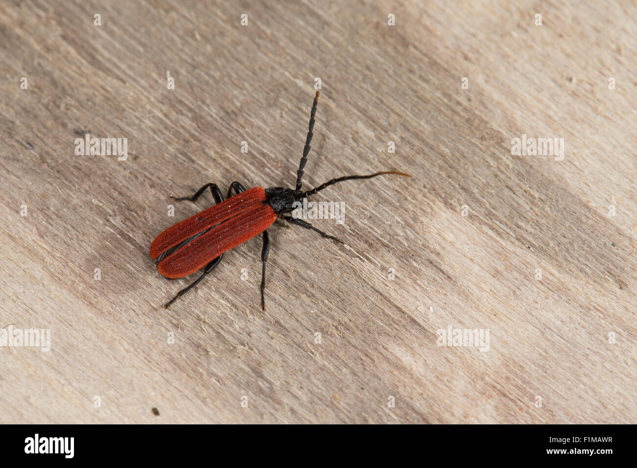 Superbe beetle, net-winged beetle, noir-cou Lycus, Rotdeckenkäfer Rotdeckenkäfer Platycis minutus,,, Lycidae Banque D'Images