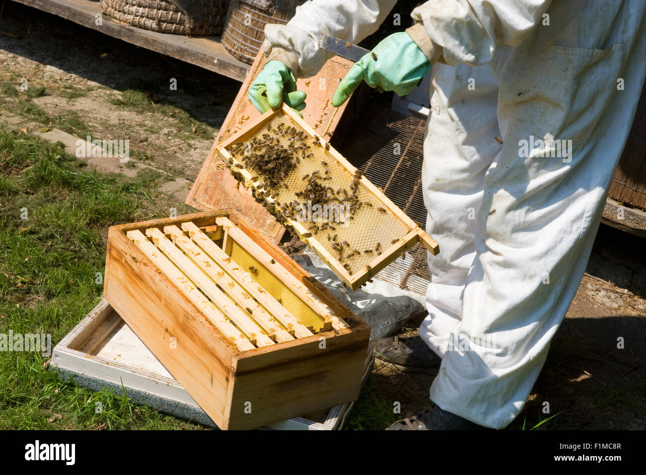 Eibergen, Pays-Bas - Aug 08, 2015 : Un contrôle est apiculteur la trame d'un rayon de miel et le port de vêtements de protection Banque D'Images