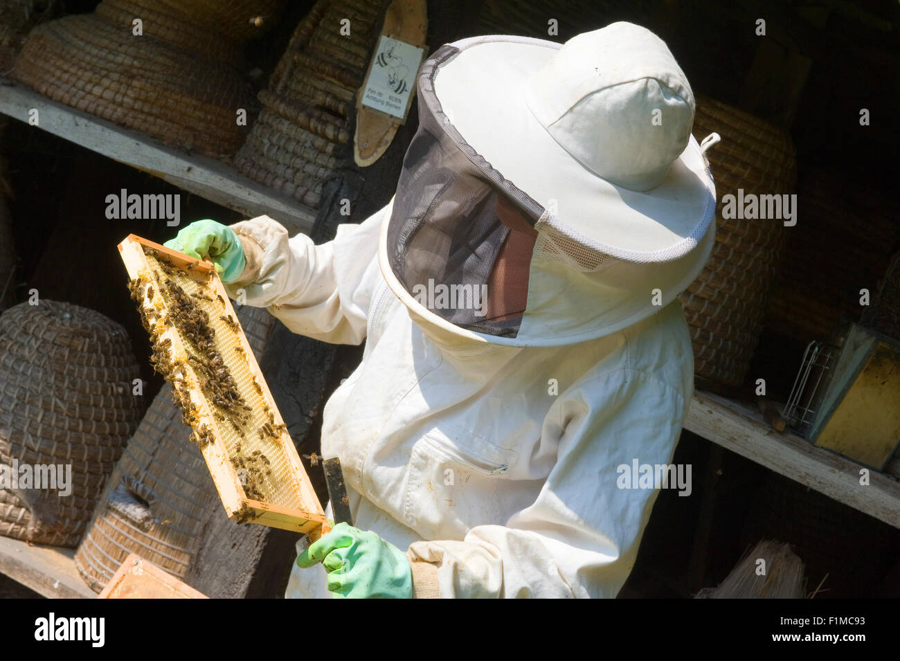 Eibergen, Pays-Bas - Aug 08, 2015 : Un contrôle est apiculteur la trame d'un rayon de miel et le port de vêtements de protection Banque D'Images