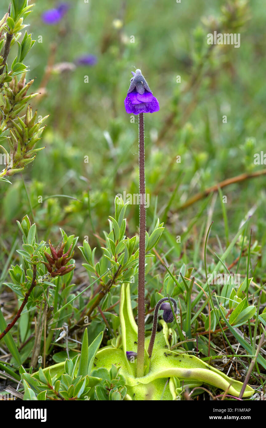 Pinguicula vulgaris Grassette commune - une floraison de fleurs sauvages britannique insectivores de mai à juillet dans les bogs, les fens et humide hea Banque D'Images