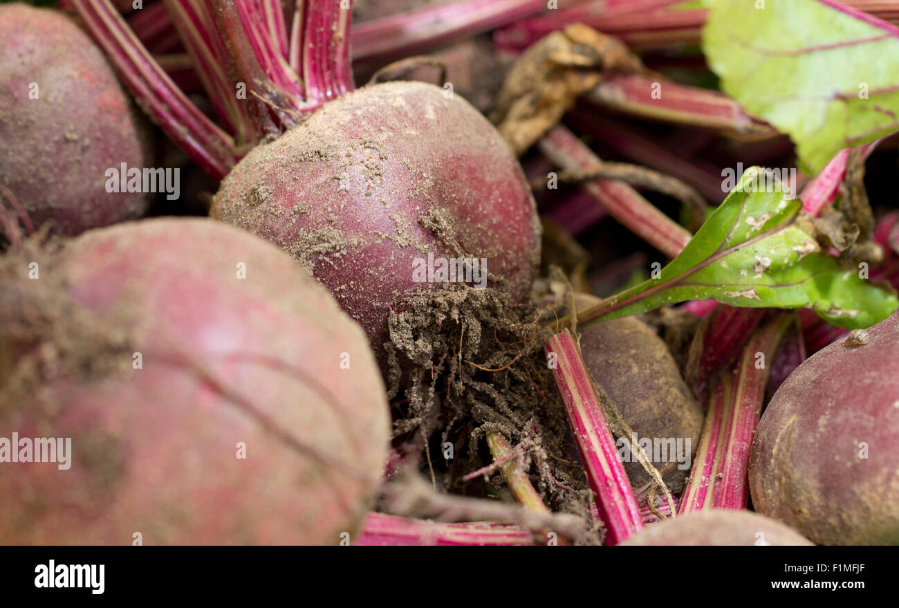Un close up image of freshly harvested, betterave non lavés Banque D'Images