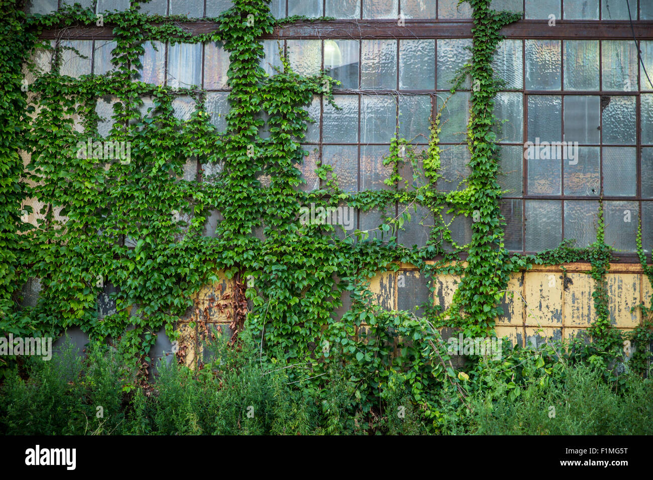 Bâtiment délabré délabrés abandonnés contexte extérieur vide industriel usine grunge grungy aucun lierre personne n'ancienne façon vo Banque D'Images