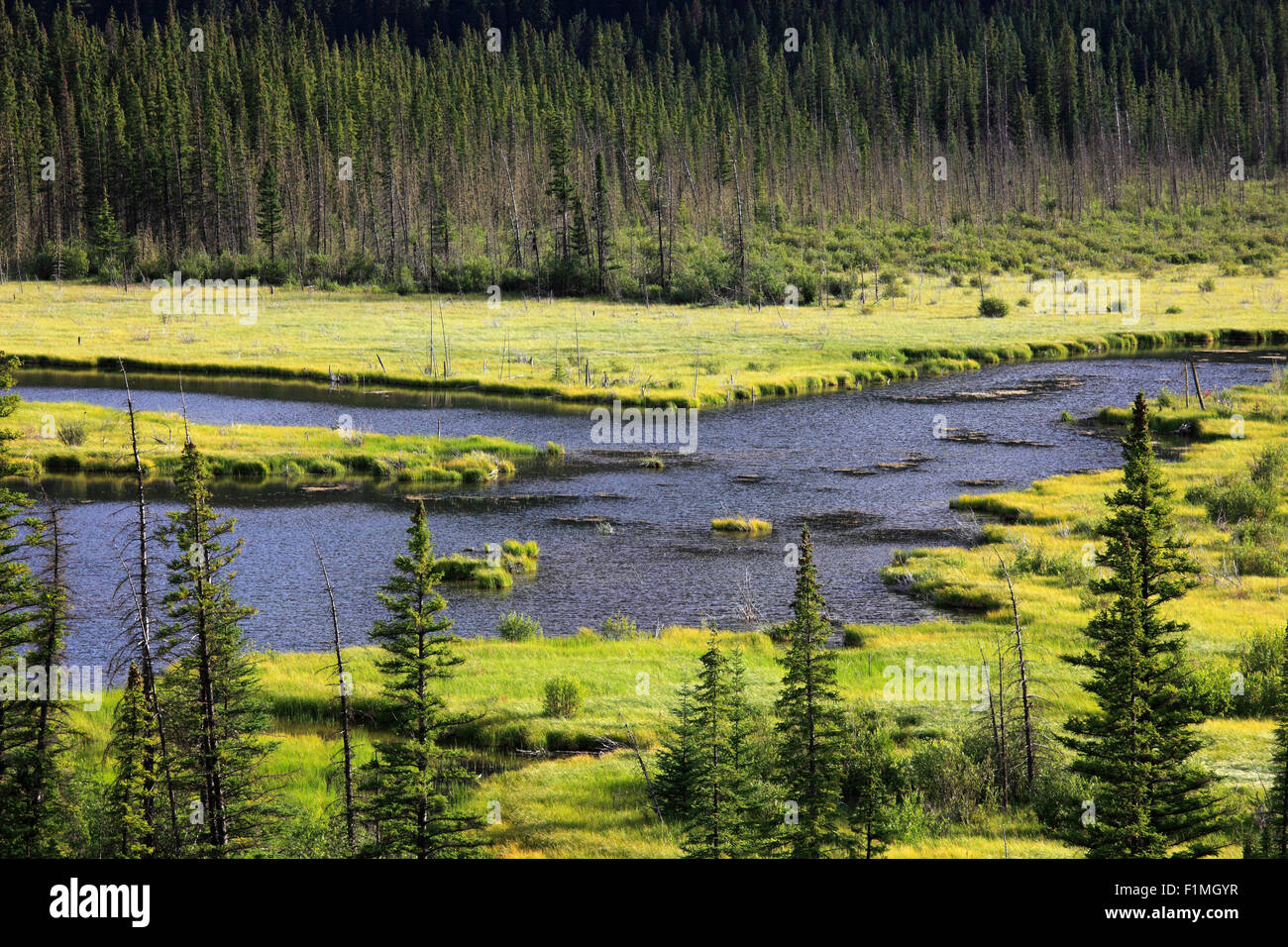 Le Canada, l'Alberta, parc national de Banff, les zones humides, Vermilion Banque D'Images