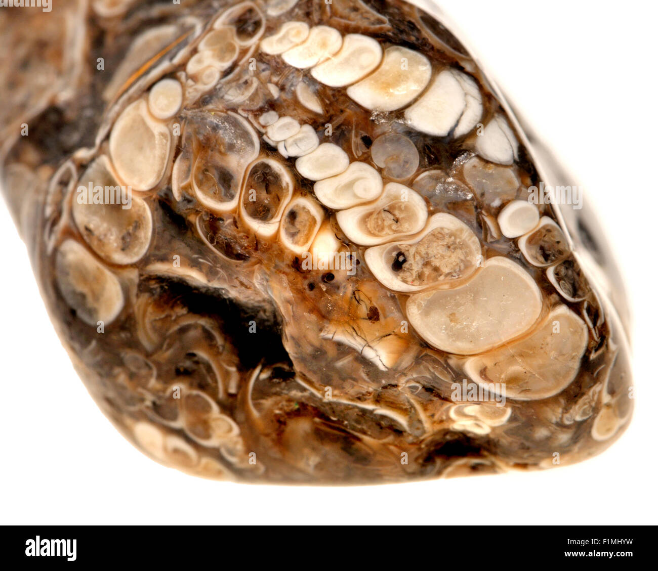 Agate Agate Turritella - de la Formation de Green River, Wyoming, contenant des escargots fossiles Banque D'Images