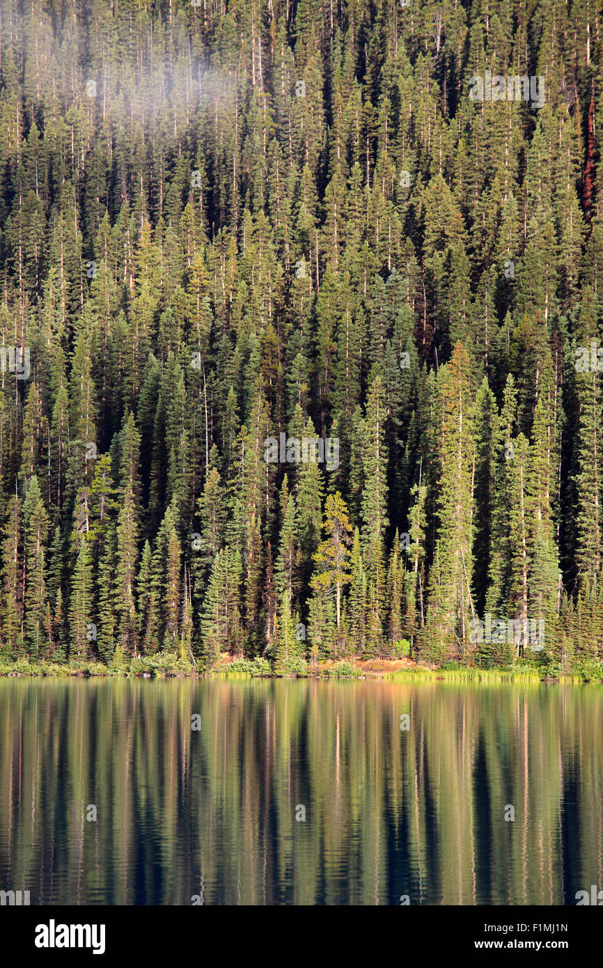 Le Canada, l'Alberta, parc national de Banff, Lake Louise, forêt de pins, Banque D'Images