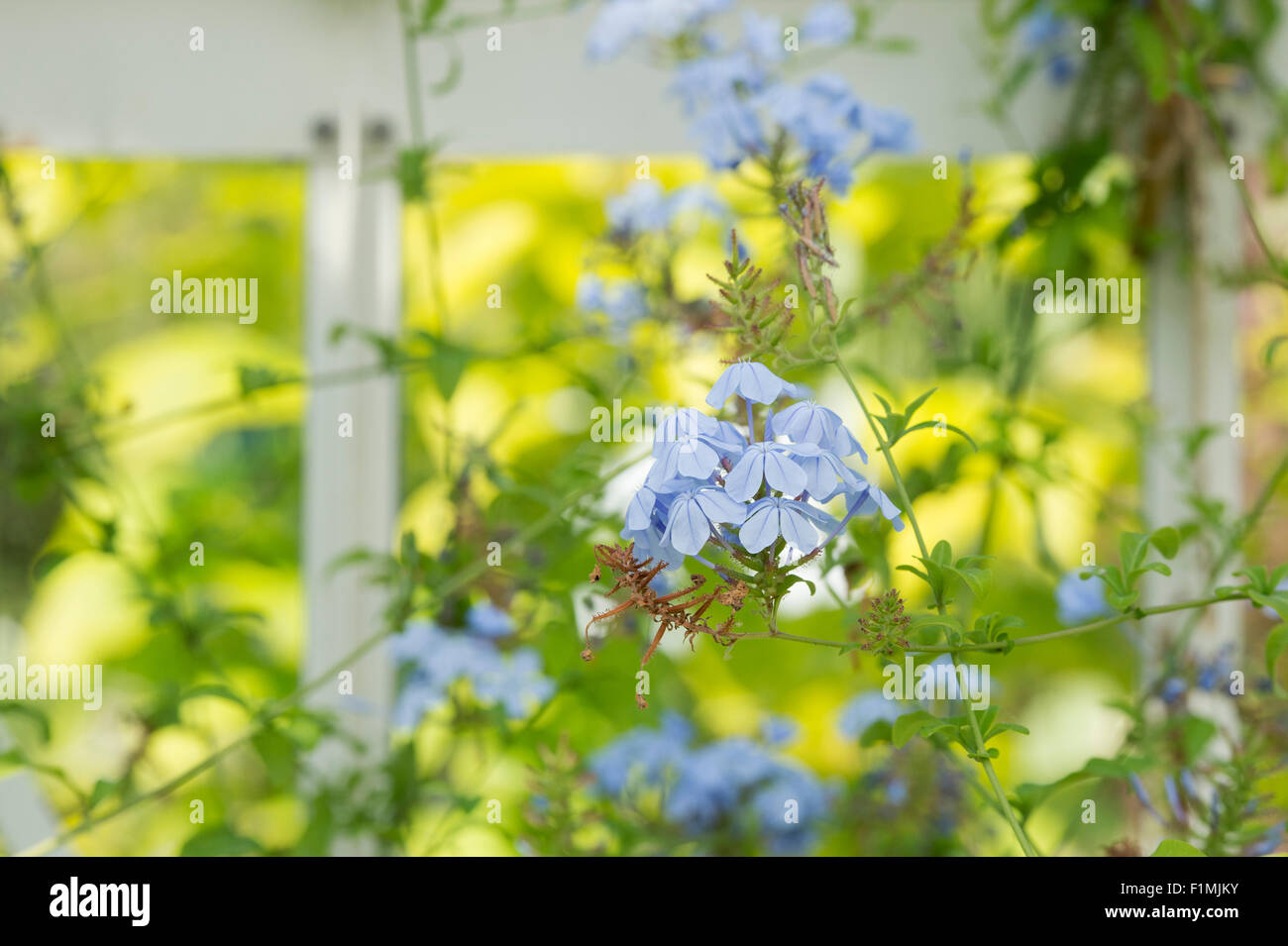 Plumbago auriculata. Cape leadwort fleurs dans une serre Banque D'Images