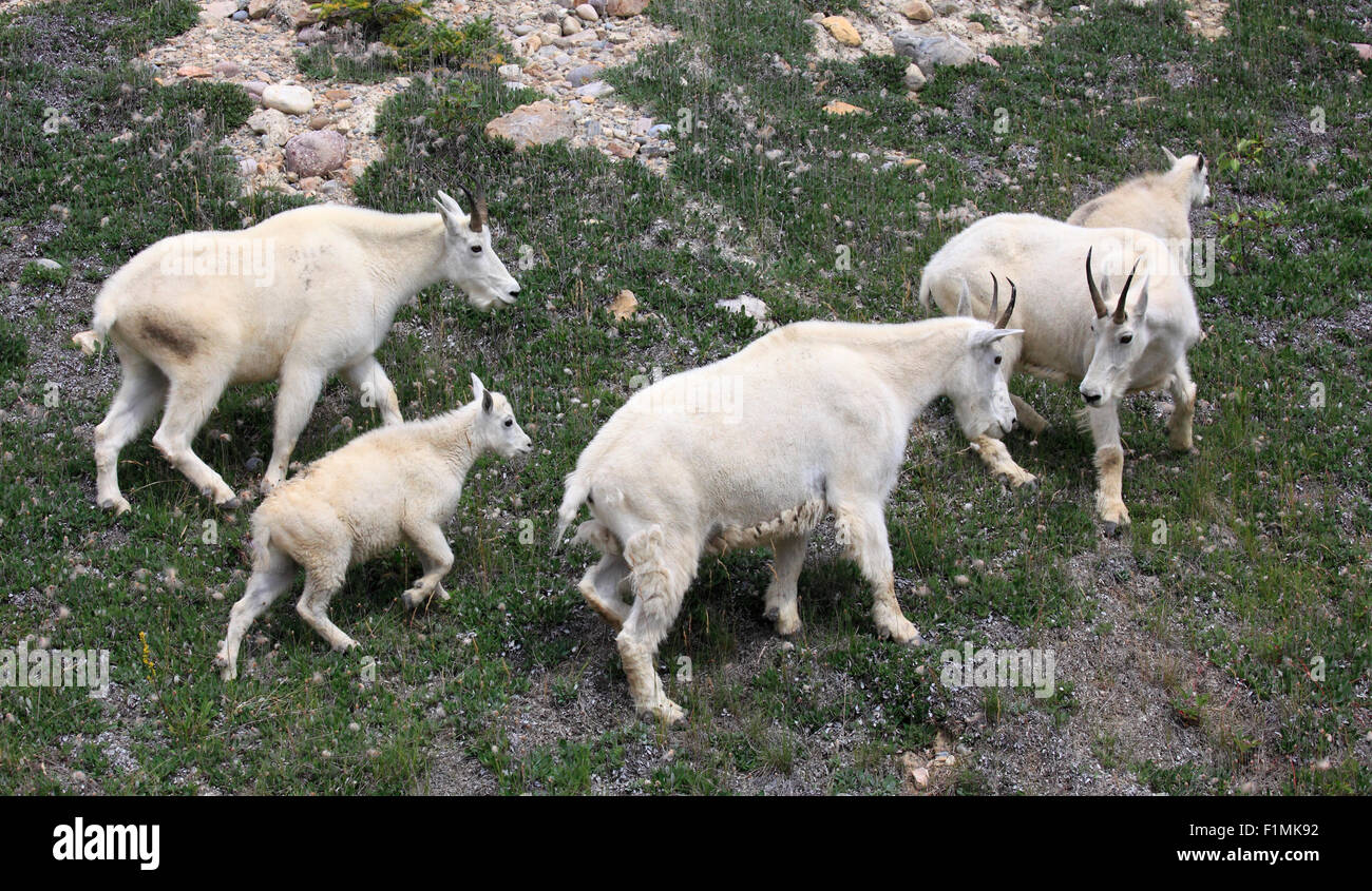 Le Canada, l'Alberta, Parc National de Jasper, la chèvre de montagne Oreamnos americanus, Banque D'Images