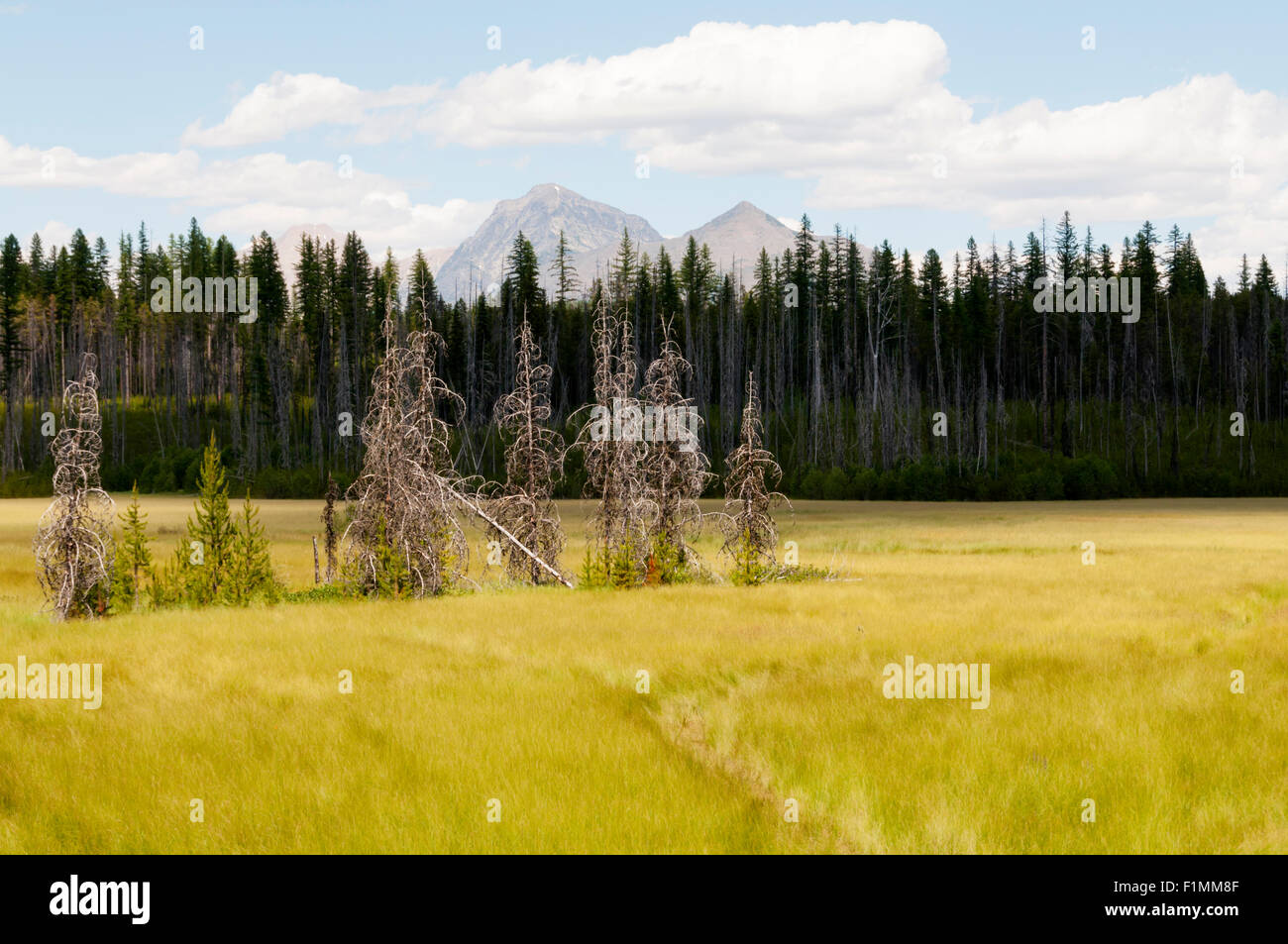 La lumière du soleil du soir sur McGee meadow dans le Glacier National Park, Montana, USA Banque D'Images