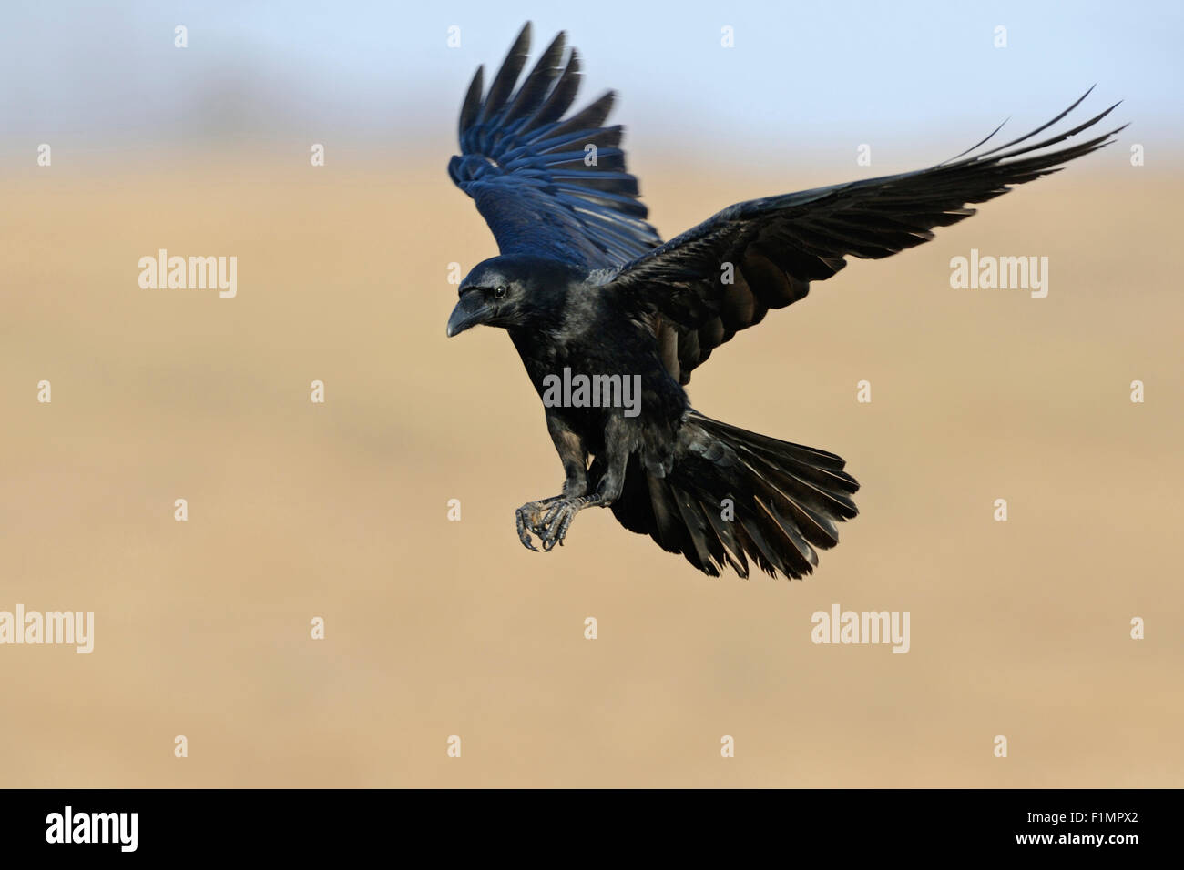 Corvus corax merveilleux / Grand Corbeau / Kolkrabe en battant. Banque D'Images