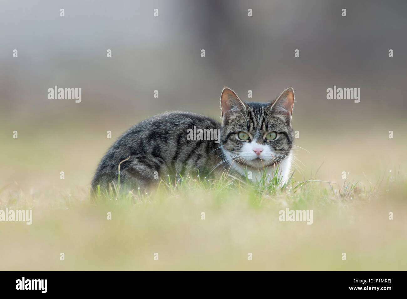 Felis silvestris catus / chat domestique, chat, Flesh1234, Katze avec belle regard clair se trouve en gras à la recherche de la photographe. Banque D'Images