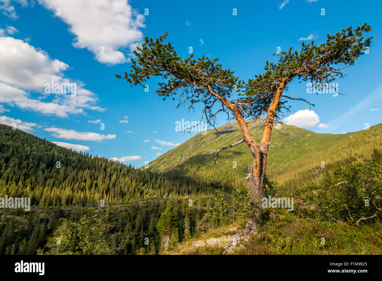 Le pin sylvestre (Pinus sylvestris) dans la région de Saltfjellet-Svartisen. Banque D'Images