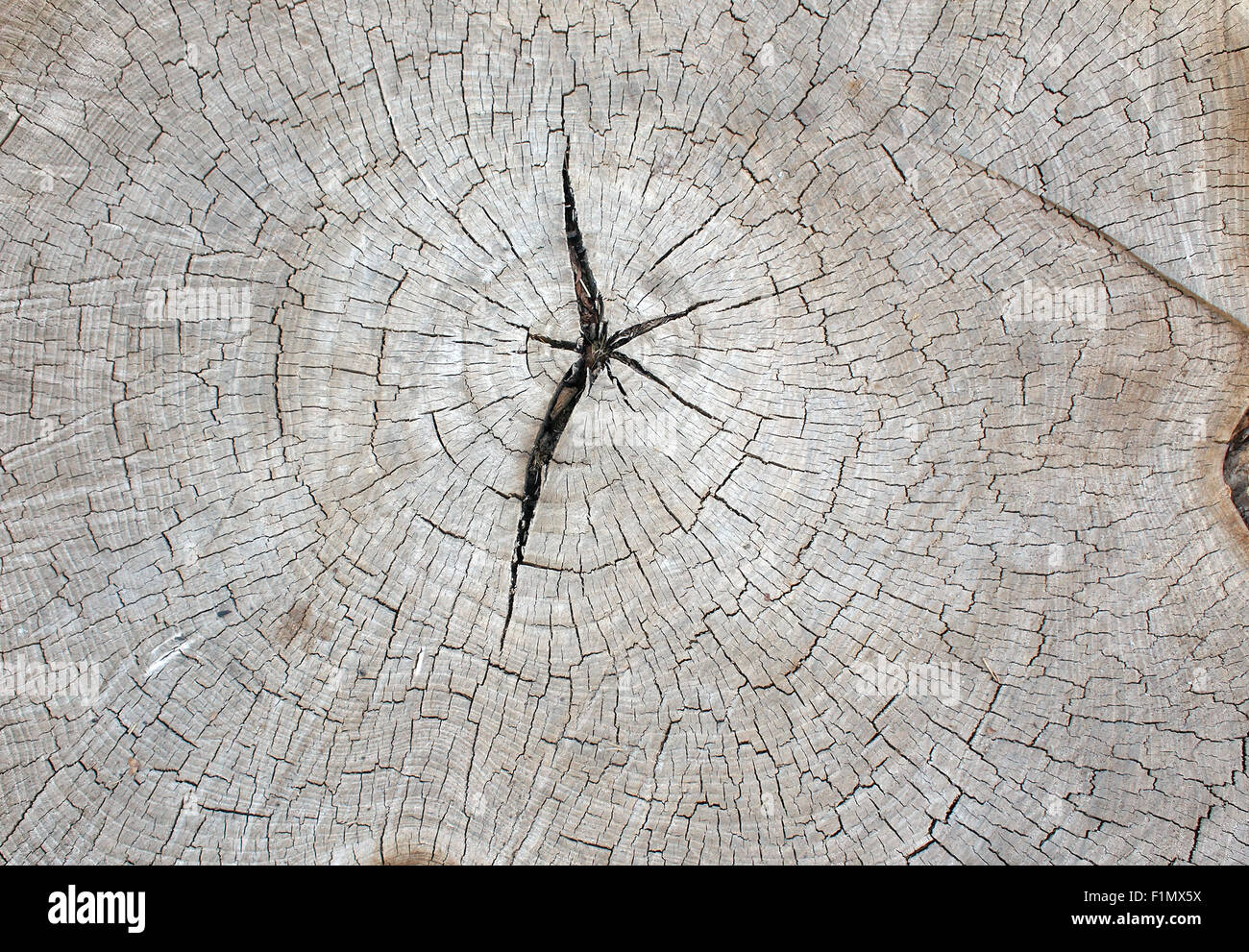 Vue de dessus d'une vieille texture gris d'un tronc d'arbre avec fissures radiales. Peut être utilisé comme arrière-plan ou le papier peint Banque D'Images