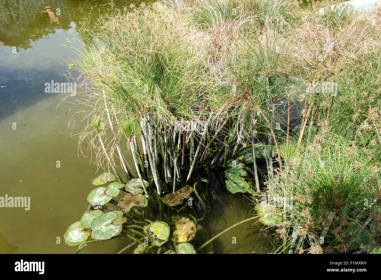 Carex papyrus, papier, tapis indiens reed plante, herbe du Nil, Cyperus papyrus, dans l'étang à Malaga, Espagne. Banque D'Images