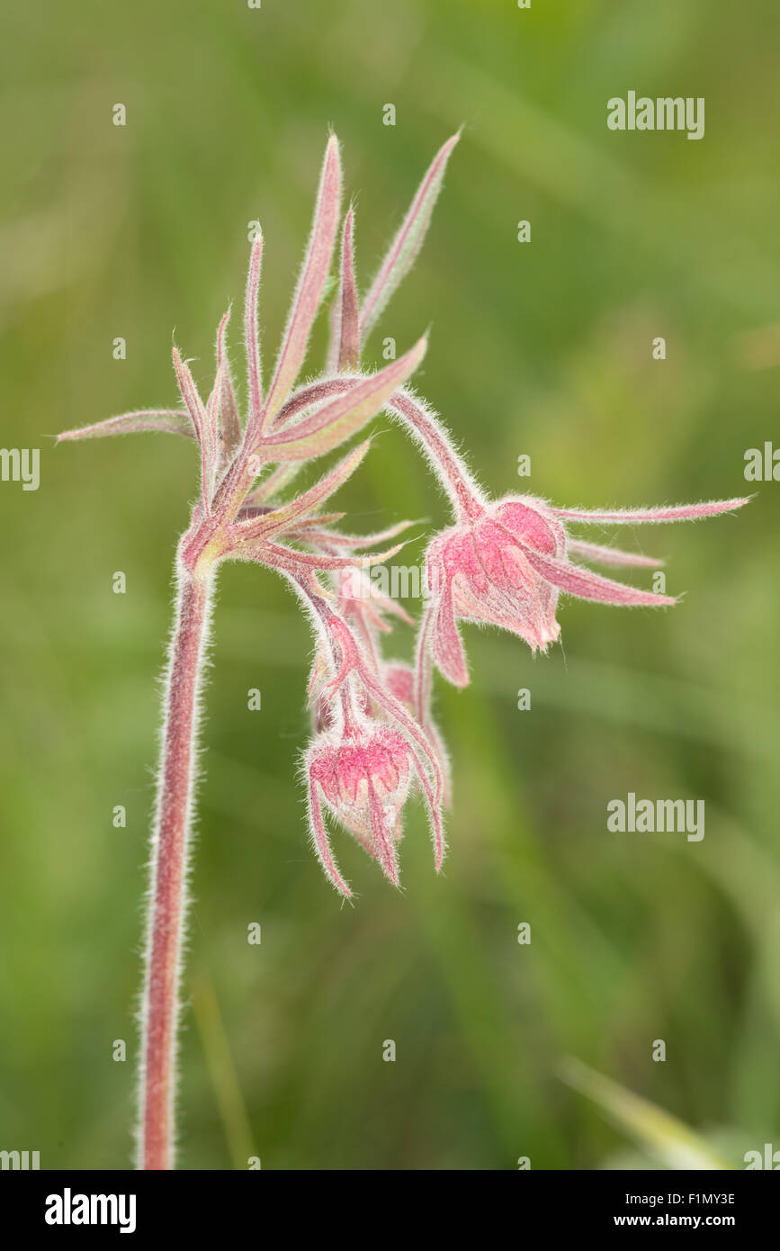 La fumée des prairies de fleurs, Geum triflorum, grandissant dans une montagne-side meadow en Waterton Lakes National Park, Alberta, Canada Banque D'Images