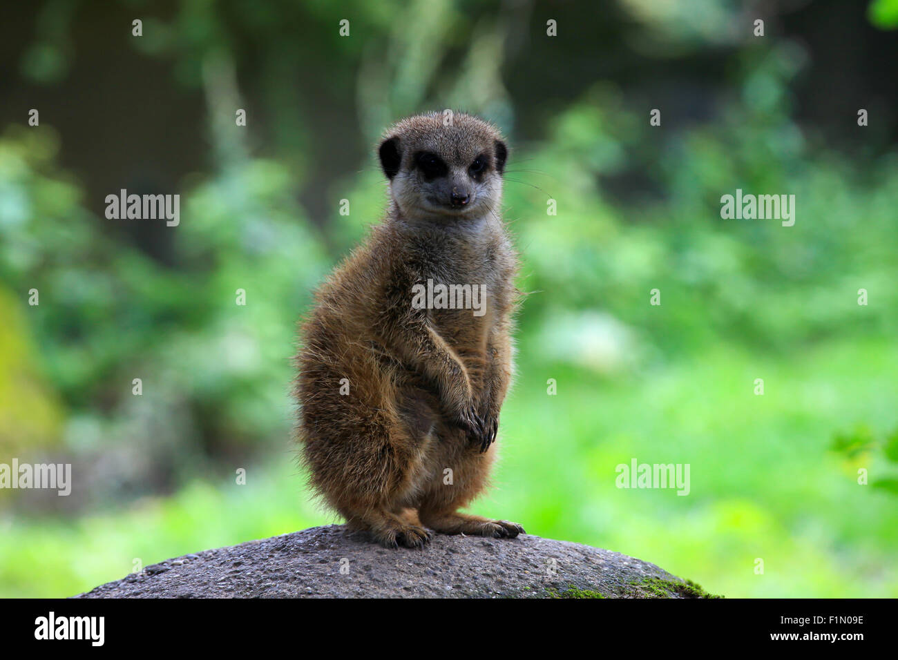 Meerkat également connu sous le nom de nature Suricate Banque D'Images