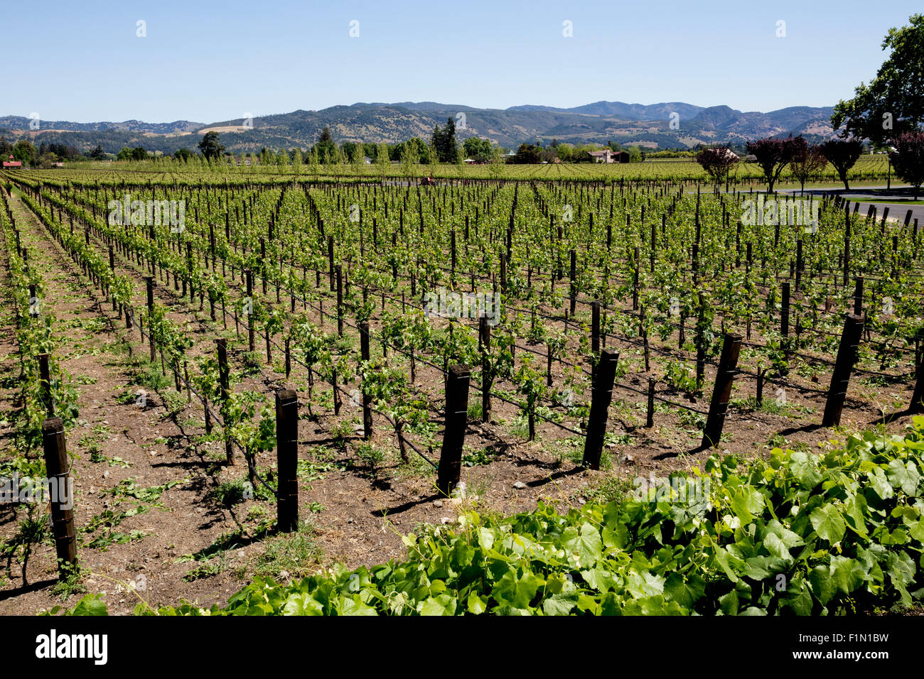 Vigne Raisin Raisin, vignes, vignoble, Vignoble, Vigneron, grapegrower, grapegrowing, Winery, Rutherford, Inglenook, Napa Valley, Californie Banque D'Images