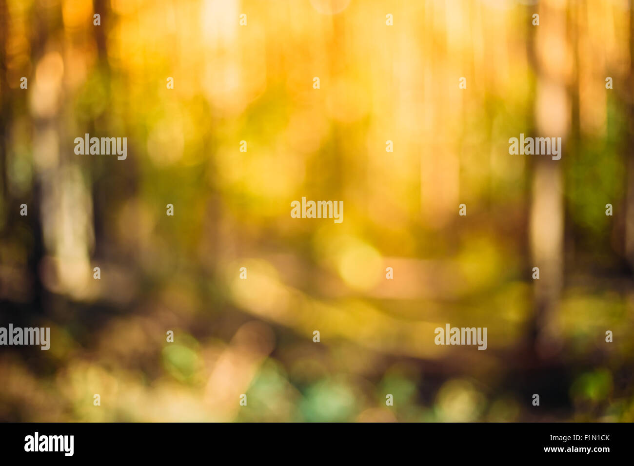 Forêt d'automne bois sous la lumière du soleil Coucher du soleil lever du soleil, Fédération de nature fond Banque D'Images