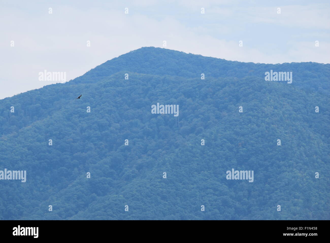 Un paysage de montagne avec un faucon volant dans l'avant-plan. Banque D'Images