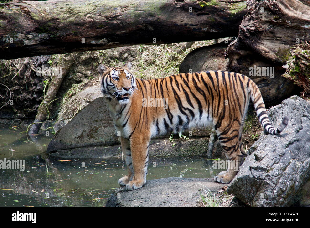 Bengal tiger display in natural habitat Banque de photographies et d ...