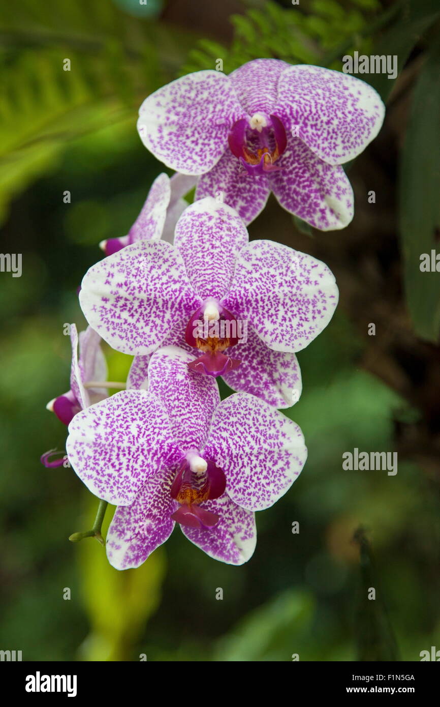 Bel colordul orchid bloom en été Banque D'Images