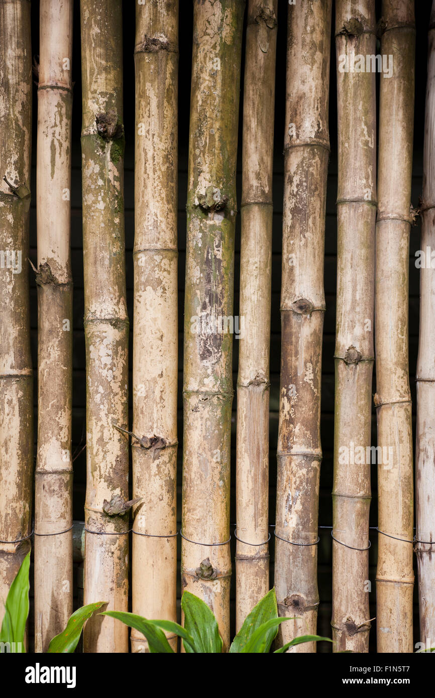 Écran de bambou wall background Banque D'Images