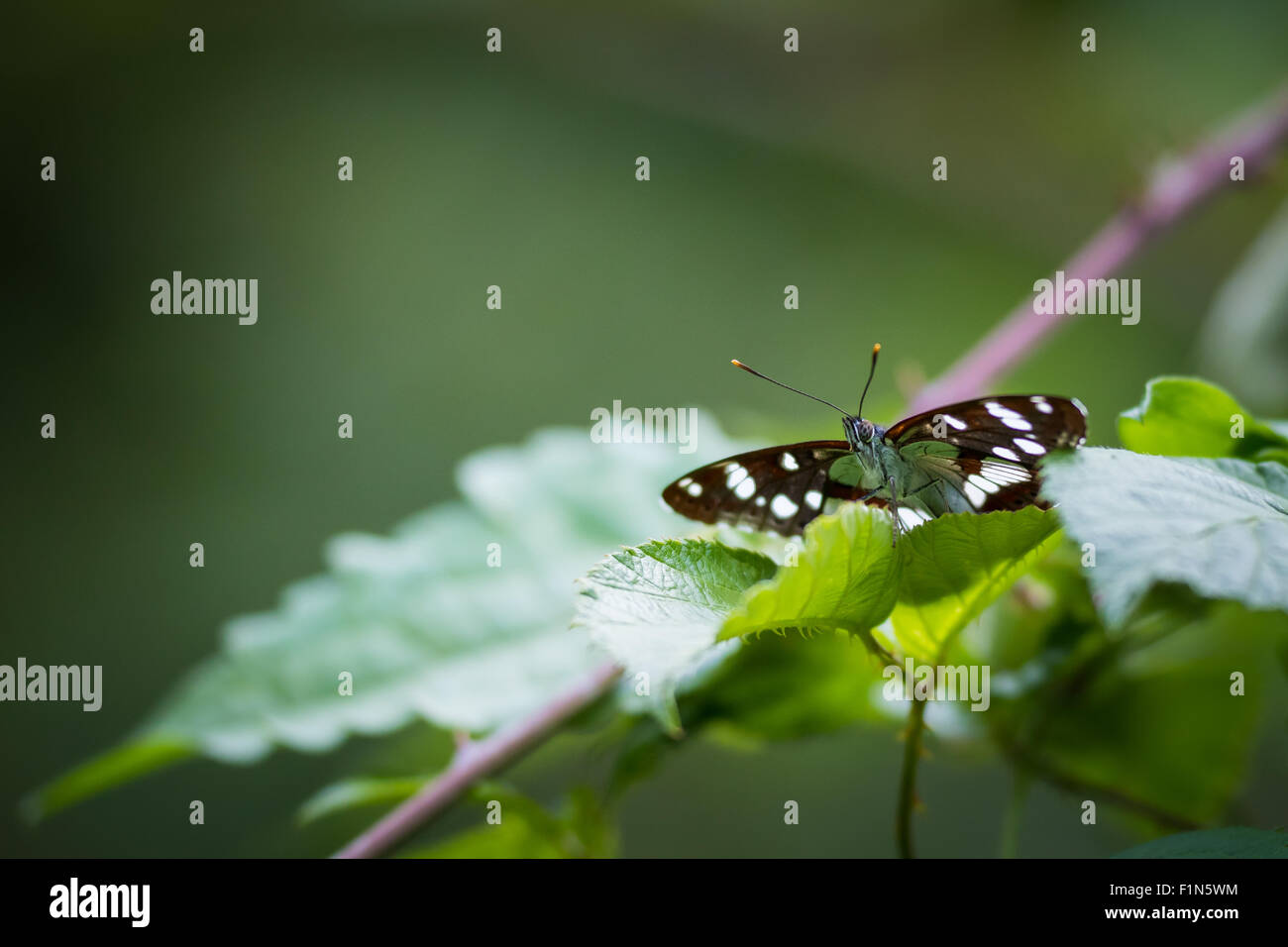 Un blanc à l'Amiral (Limenitis camilla) butterfly caché entre les feuilles gros plan Vue de face. Banque D'Images