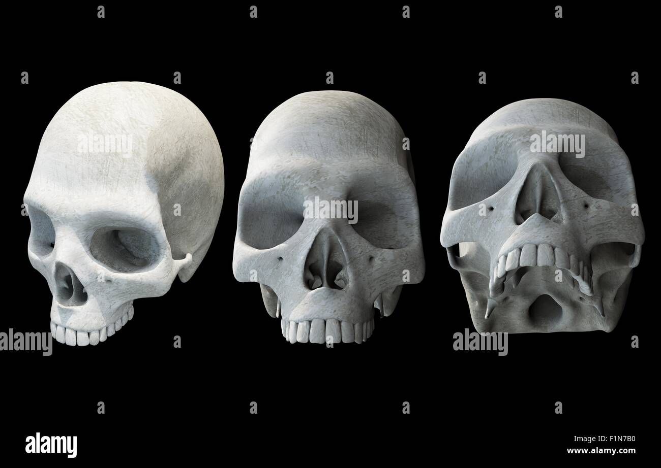 Des crânes humains 3D Illustration isolé sur fond noir solide. Trois crânes. Banque D'Images