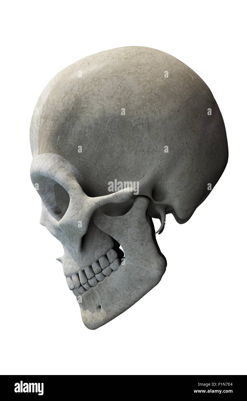 Crâne avec vue latérale de la mâchoire du crâne 3D Illustration. Banque D'Images