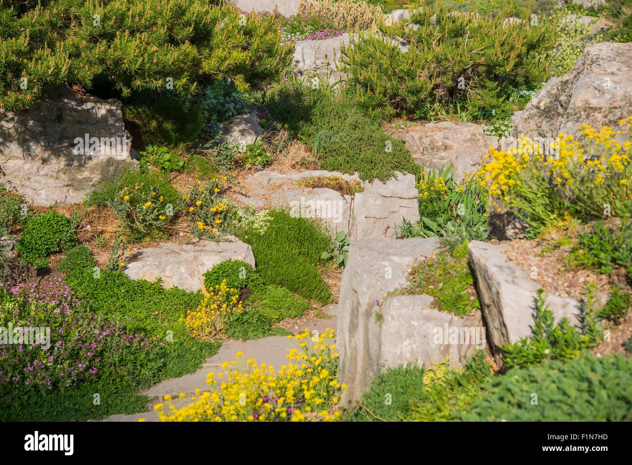 Jardin de rocaille d'été photo gros plan. Banque D'Images
