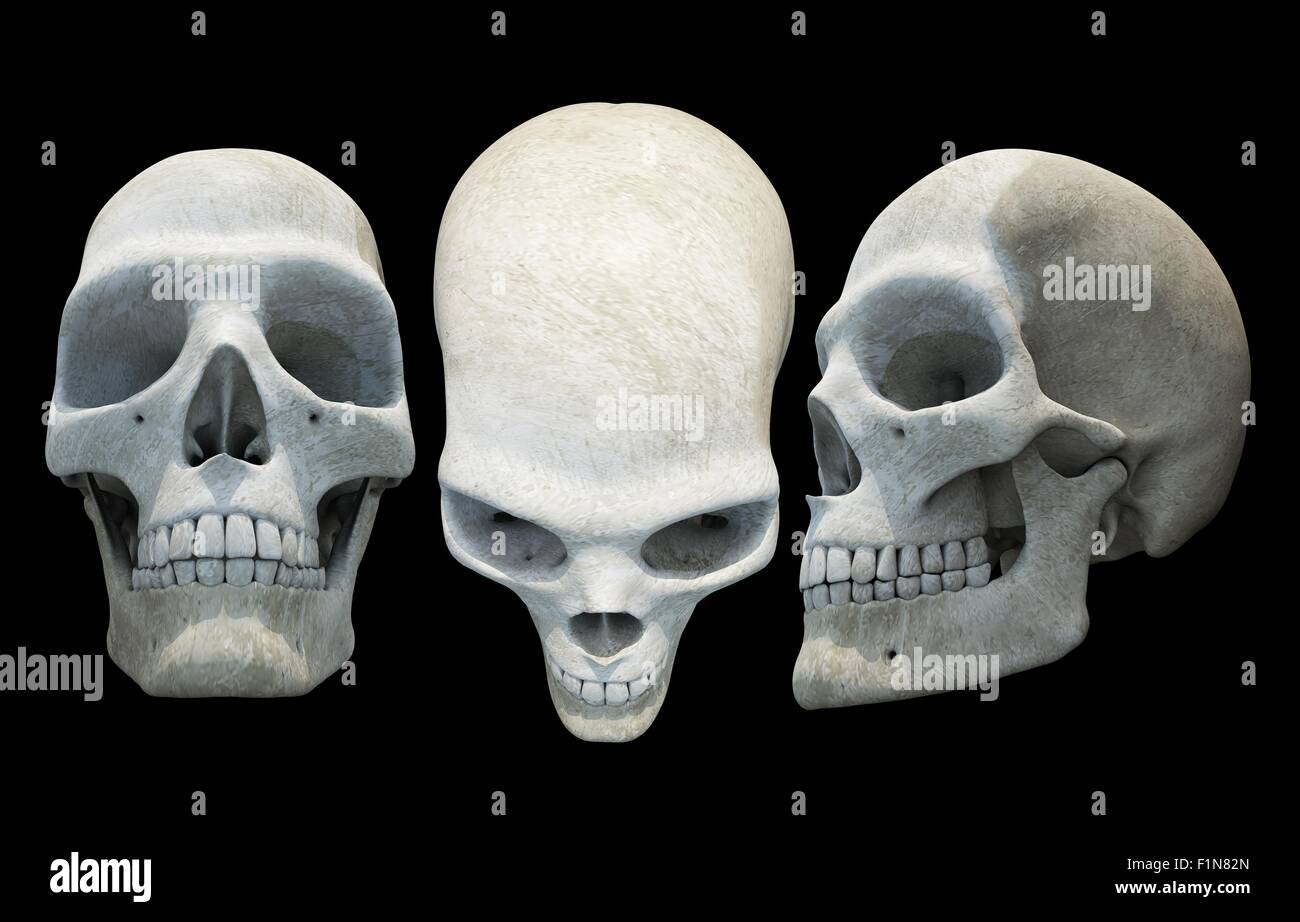 Trois crânes isolés sur noir. Crâne 3D Illustration. Banque D'Images
