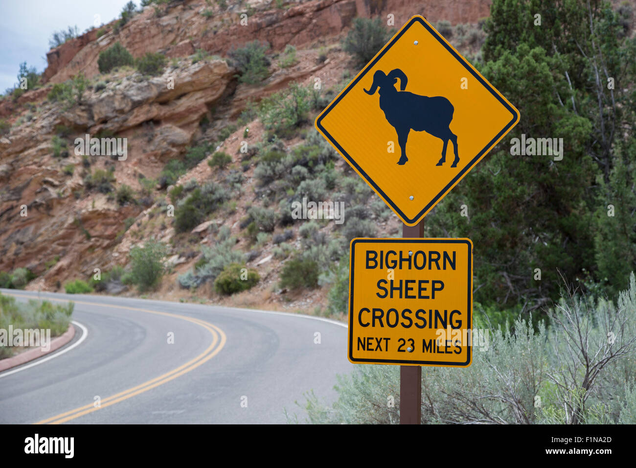 Fruita, Colorado - un signe met en garde de mouflons traversent la route dans le Colorado National Monument. Banque D'Images