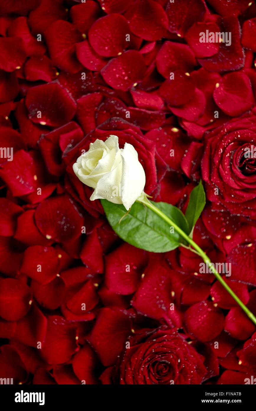 Rose blanche sur rouge des pétales de rose. Valentine's Day Thème.  Arrière-plan de Roses. Collection de Photos de fleurs Photo Stock - Alamy