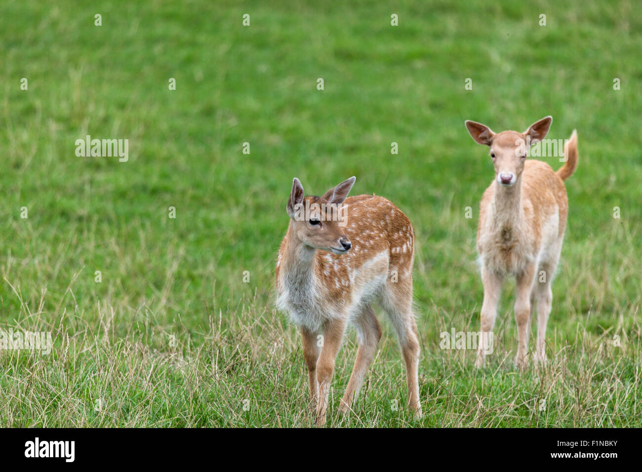 Deux jeunes deer standing ensemble dans un champ d'herbe. Banque D'Images