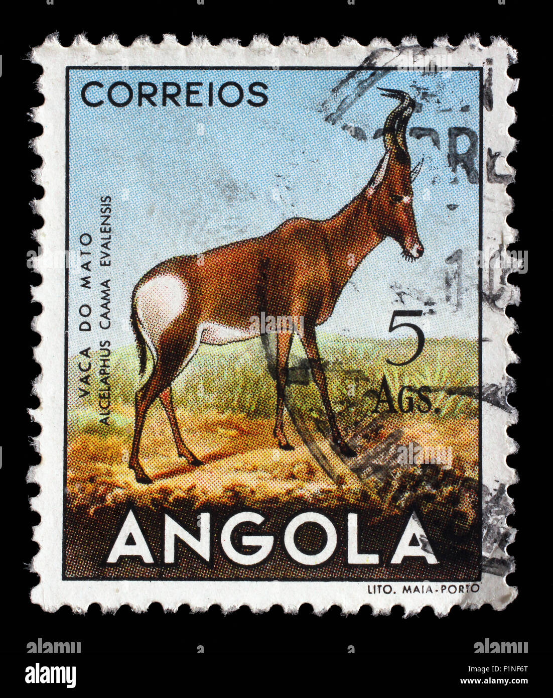 Timbres en l'Angola est rouge (Alcelaphus buselaphus bubale caama), vers 1953. Banque D'Images