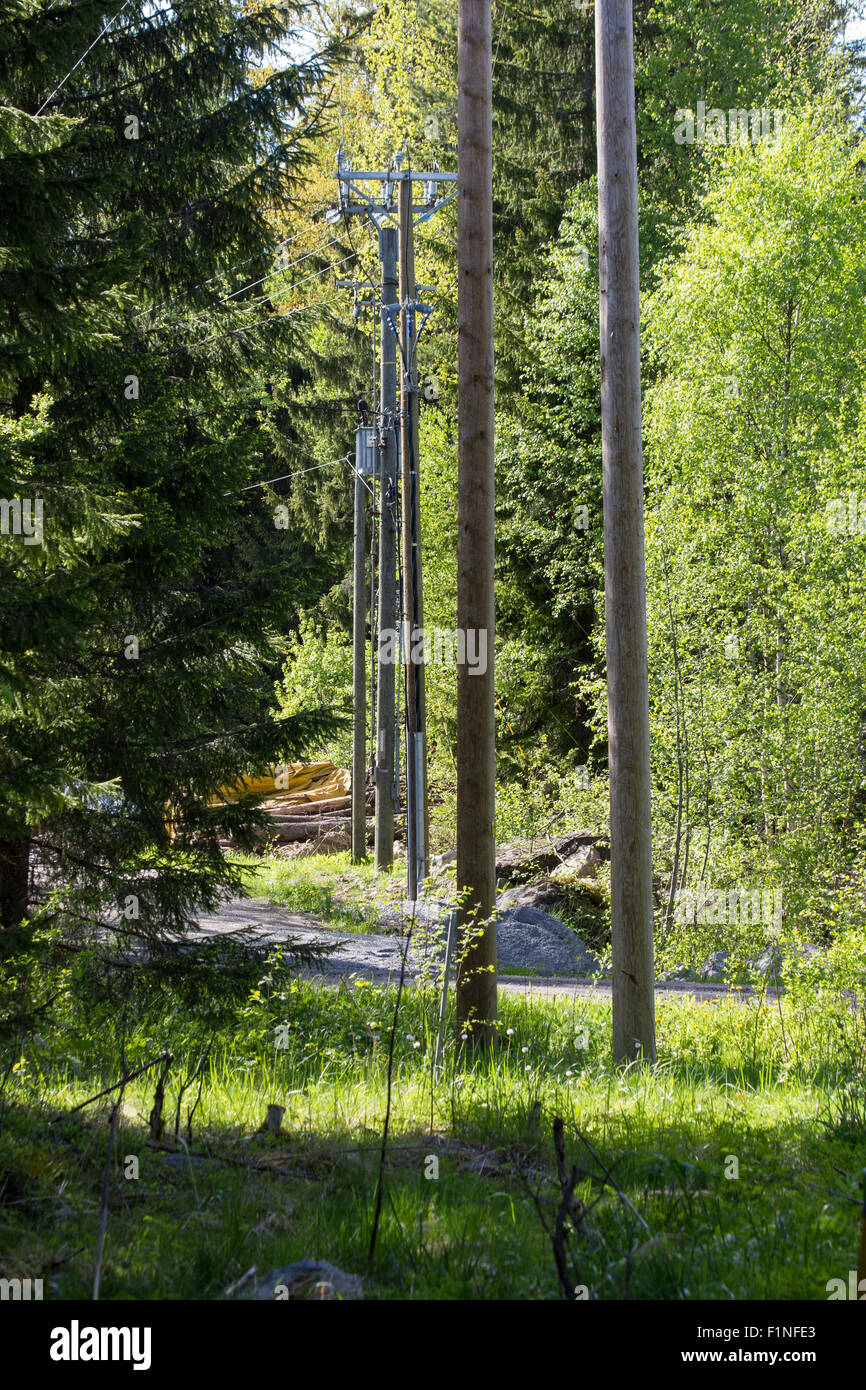 Les poteaux électriques à travers la forêt. Banque D'Images