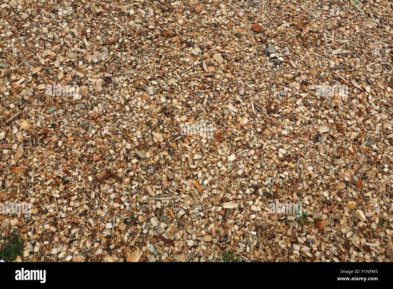 La texture de la sciure de bois Banque D'Images