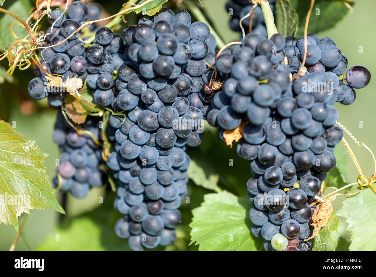 Région viticole de Valtice, une grappe de raisins sur la vigne, la Moravie du Sud, République Tchèque, Europe Banque D'Images