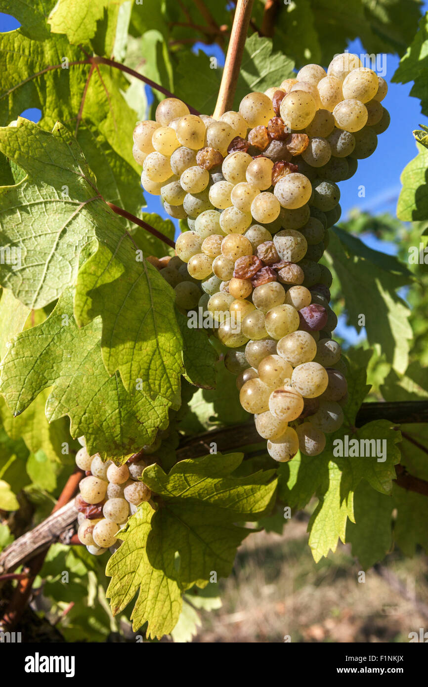 Vin raisins dans l'usine Moravie du Sud vignoble République tchèque Banque D'Images