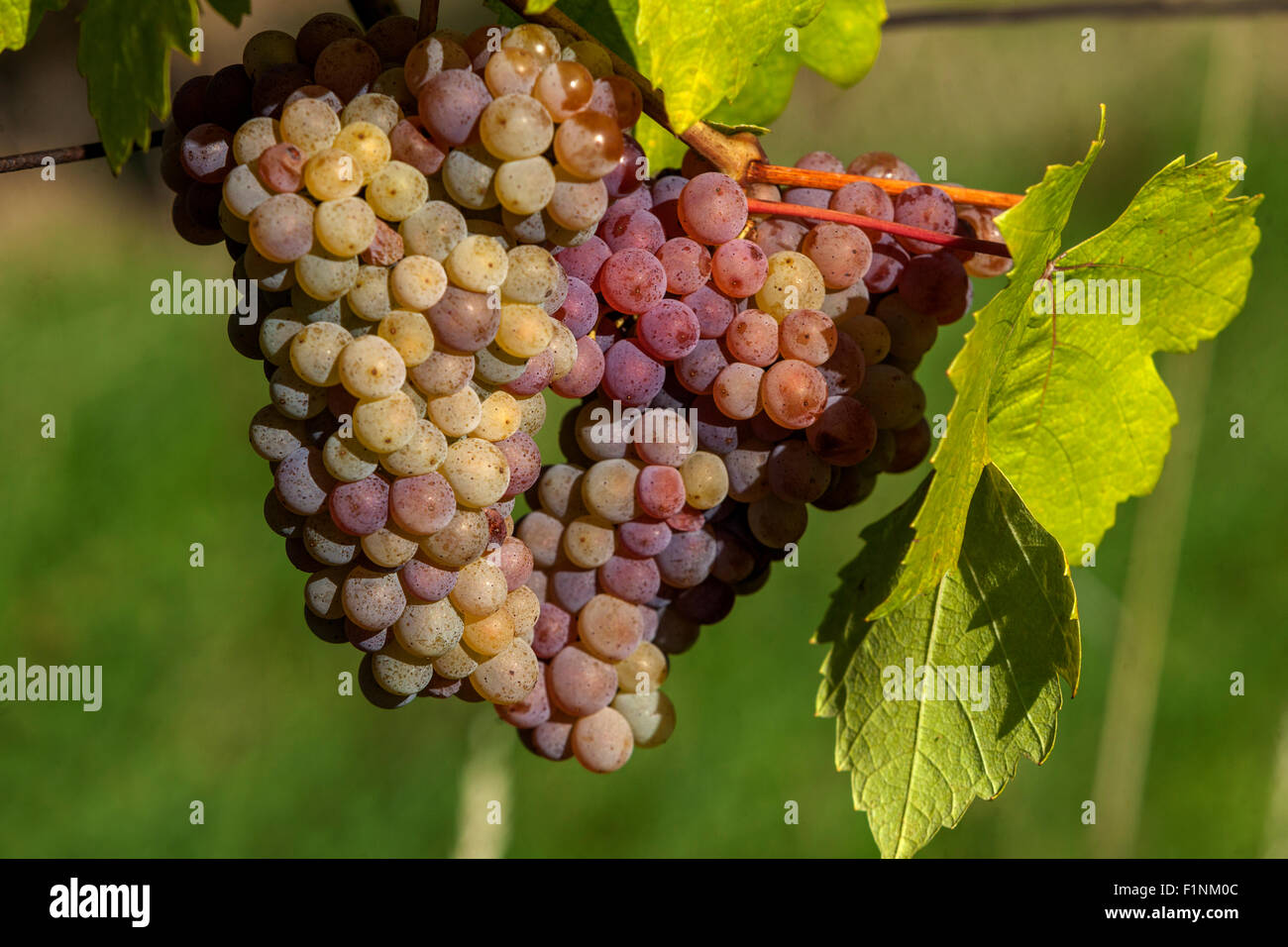 Grappe de raisins sur la vigne, le vin, la région de Slovacko Moravie du Sud, République Tchèque, Europe Banque D'Images