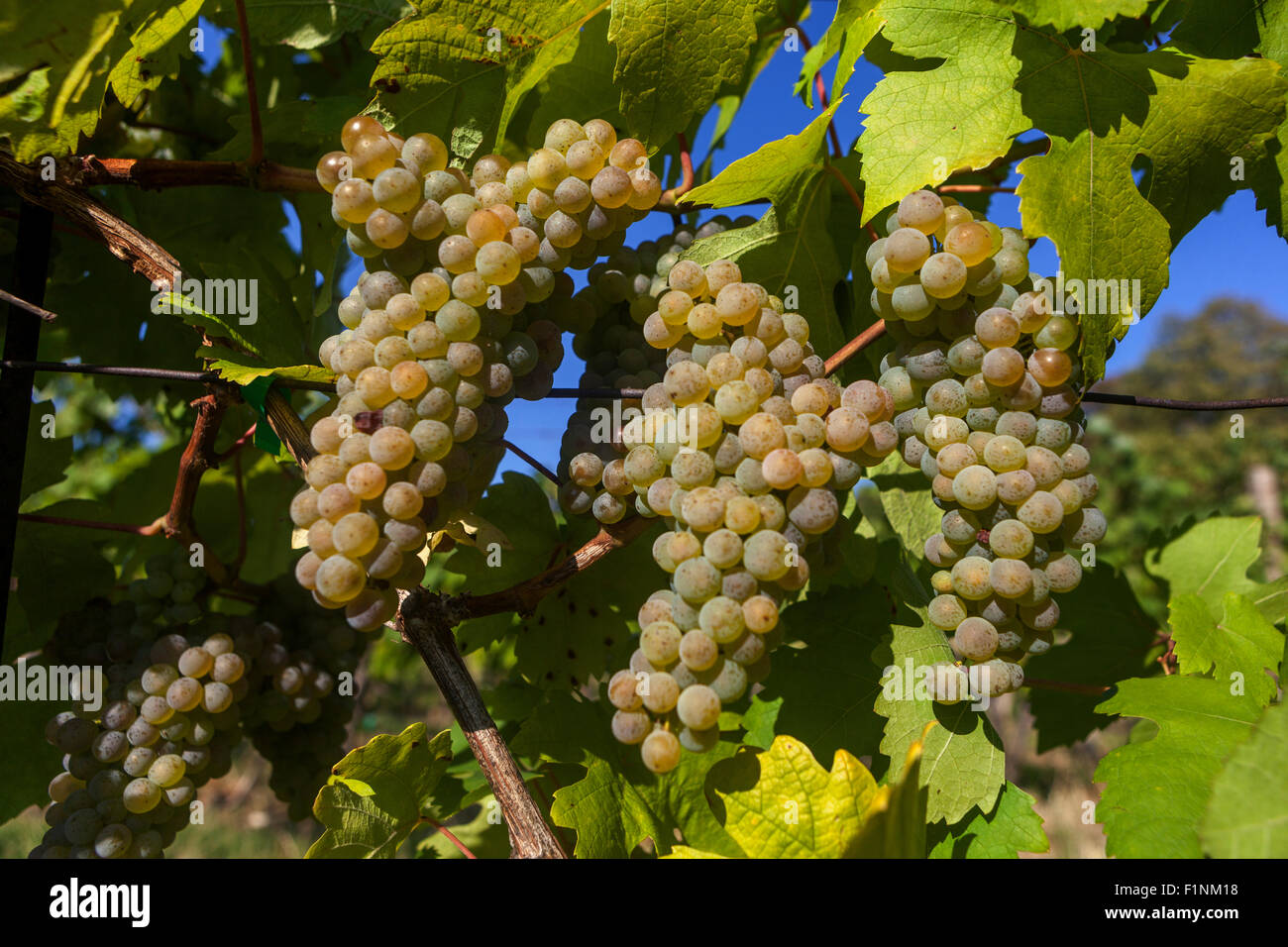 Vin raisins dans l'usine Moravie du Sud vignoble République tchèque Banque D'Images